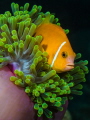   Just another Nemo  
